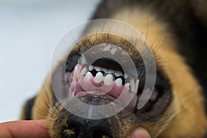 Puppy teeth changing. The first permanent incisors erupted in the middle and milk teeth or deciduous teeth