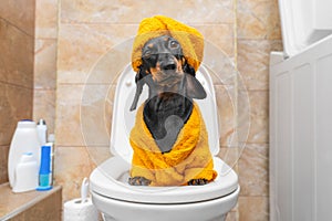 Puppy in terry bathrobe, turban sits on toilet seat in bathroom. Toilet training