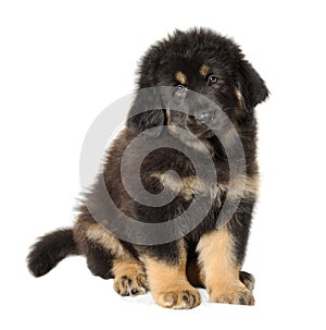 Puppy tibetan mastiff