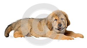 Puppy tibetan mastiff