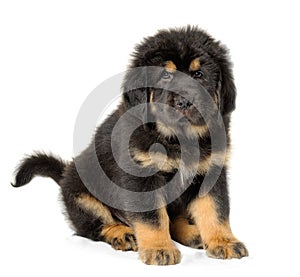 Puppy tibetan mastiff