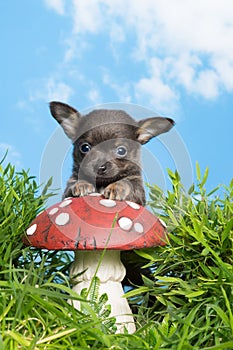 Puppy on toadstool