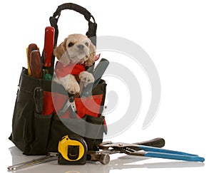 Puppy in tool kit