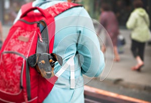 Puppy in tourist backpack.