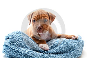 puppy and towel