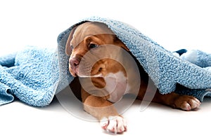 puppy and towel