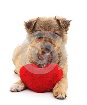 Puppy with toy heart.