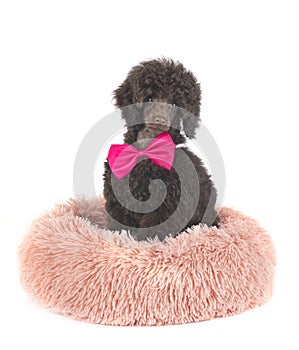 Puppy toy poodle
