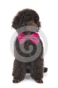 Puppy toy poodle