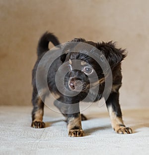 Puppy toy terrier. Russian toy terrier on beige background.