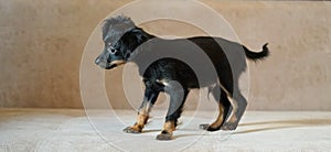 Puppy toy terrier. Russian toy terrier on beige background.