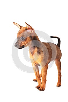 Puppy of toyterrier