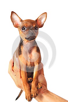 Puppy of toyterrier