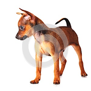 Puppy of toyterrier