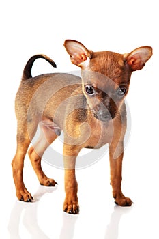 Puppy of toyterrier