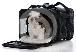 puppy in travel carrier