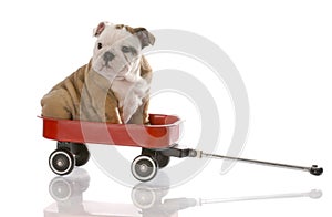 Puppy travelling in a red wagon