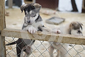 Parete due mesi vecchio rauco il cane 