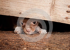 Puppy under a fence