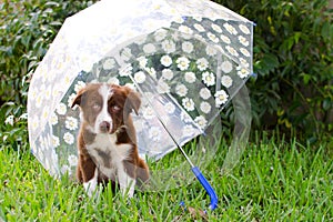 Puppy under umbrella