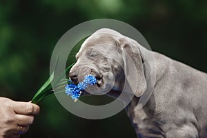 Puppy Veimaraner wants to eat a blue flower