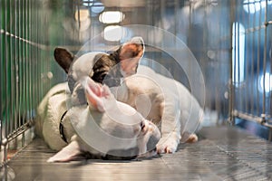 Puppy wait in dog cage in pet shop hope to freedom