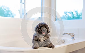 Puppy waiting for his bath