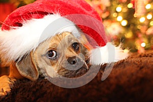 Puppy waiting for Santa