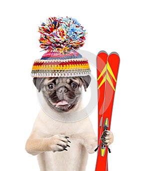 Puppy in warm hat keeps skiing. isolated on white background photo