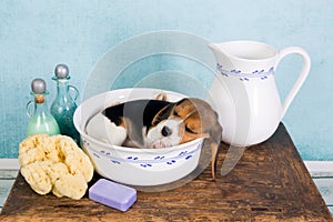 Puppy in washtub