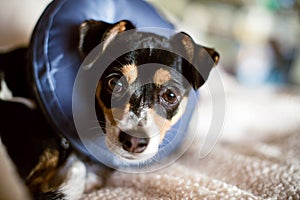 Puppy wearing a blow-up cone of shame dog collar