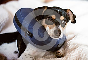 Puppy wearing a blue blow-up cone of shame dog collar