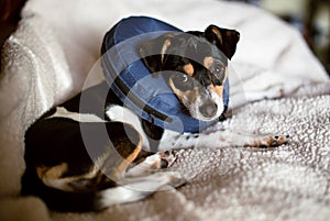 Puppy wearing a blue blow-up cone of shame dog collar