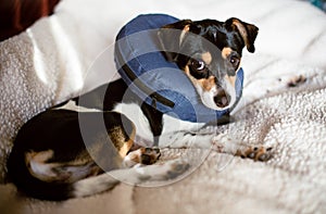 Puppy wearing a blue blow-up cone of shame dog collar