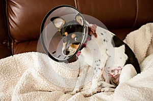 Puppy wearing a clear cone of shame dog collar