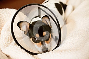 Puppy wearing a clear cone of shame dog collar