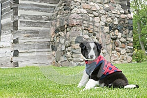 Puppy wearing a jacket