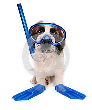 Puppy Wearing Snorkeling Gear on White Background