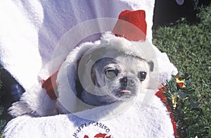 Puppy wearing a tiny Santa Claus hat at the Doo Dah Parade, Pasadena, California photo