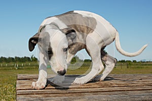 Puppy whippet