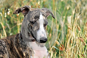 Puppy whippet