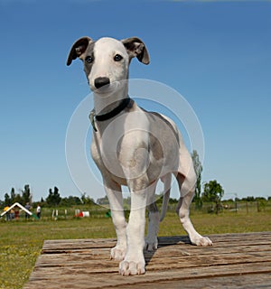 Puppy whippet