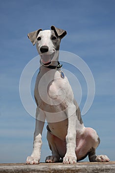 Puppy whippet