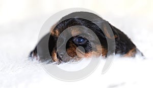 puppy on a white fluffy blanket, yorkshire terrier