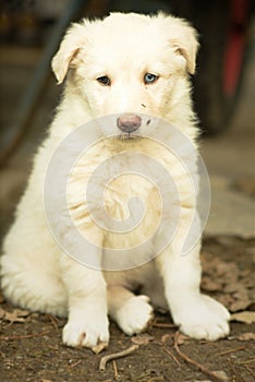 Puppy white fur blue eyes looking away