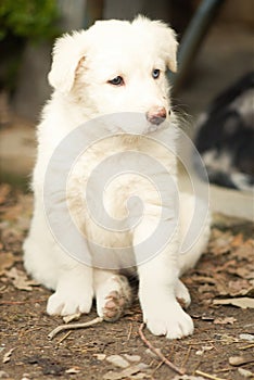 Puppy white fur blue eyes looking away