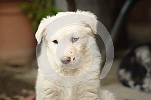 Puppy white fur blue eyes looking toward you