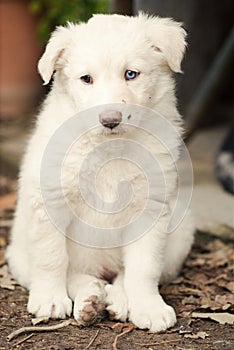 Puppy white fur blue eyes looking toward you