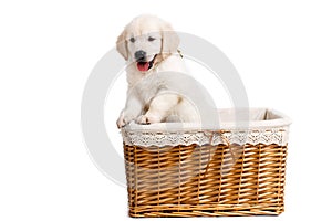 Puppy white Labrador posing in a wicker basket