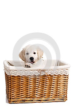 Puppy white Labrador posing in a wicker basket